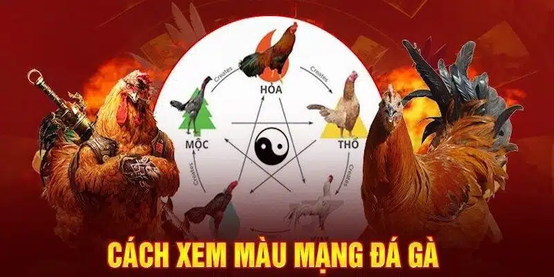 Cách phương pháp xem màu mạng gà đá chuẩn xác cho sư kê