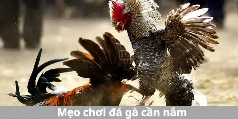 Mẹo chọn chiến kê dũng mãnh thông qua mỏ