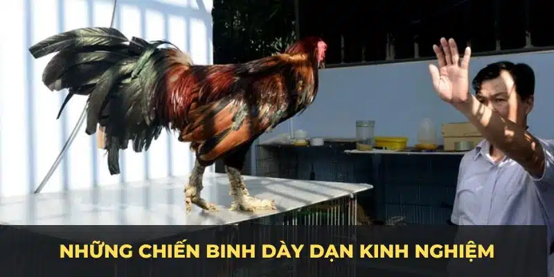 Chú gà có vảy rồng thường là những chiến binh dày dạn kinh nghiệm