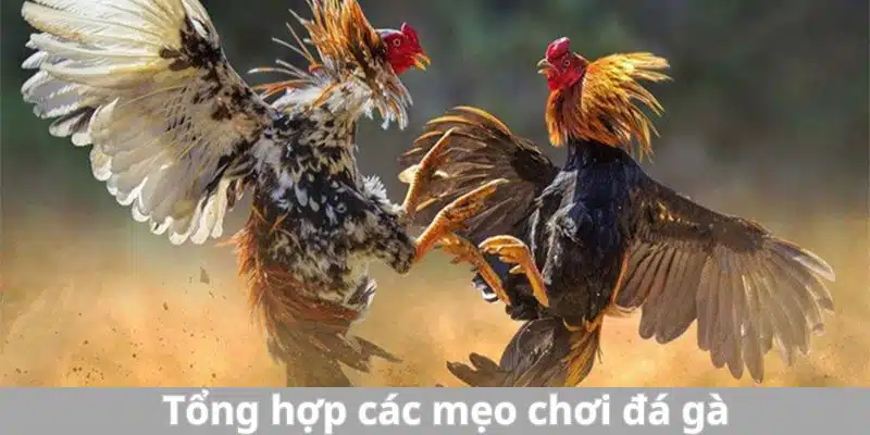 Tổng hợp các mẹo chọn gà đá chuẩn xác như cao thủ