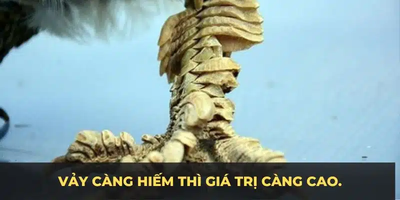 Vảy gà rồng hiếm thì giá trị càng cao