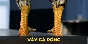 vảy gà rồng