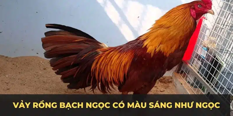 Vảy rồng bạch ngọc có màu sáng như ngọc